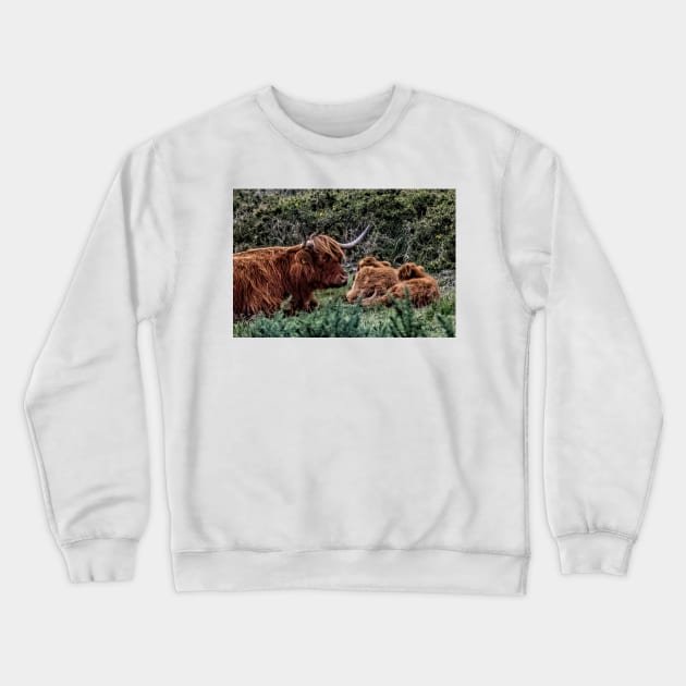 Dartmoor Highland Long Horned Cattle Crewneck Sweatshirt by avrilharris